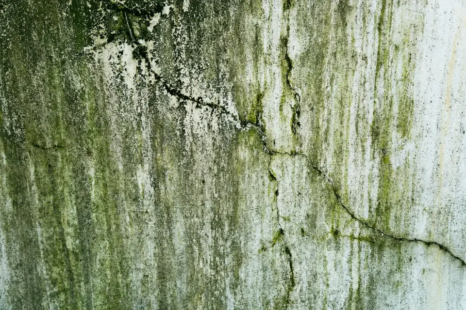 Our Story: Dedicated to Mold-Free Living in Early, TX
